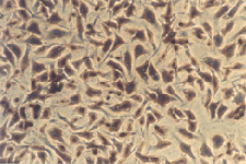 Serum-free BAEC on SmartPlastic with ProNectin F