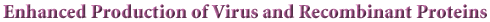 Enhanced Production of Virus and Recombinant Proteins
